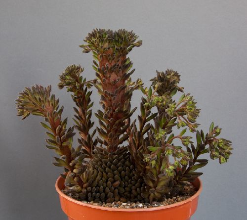 Sedum indicum yunnanensis